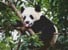 Ravensburger - Puzzle Panda Bear 500p (12000351) thumbnail-1