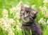 Ravensburger - Puslespil Kitten In The Meadow 500 brikker thumbnail-3