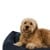 Fossflakes - PetBed Medium 70x90 Navy Pinstripe - (PET-BED-070-090-103) thumbnail-5