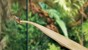 EXOTERRA - Tweezers Bamboo  27cm - (230.0310) thumbnail-2