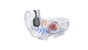 Shokz - OpenRun Pro2, Sort - Bone Conduction Headset thumbnail-24