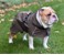 Hunter - Dogcoat Nordby Pug & Fr Bulldog 36, cream - (203497) thumbnail-6