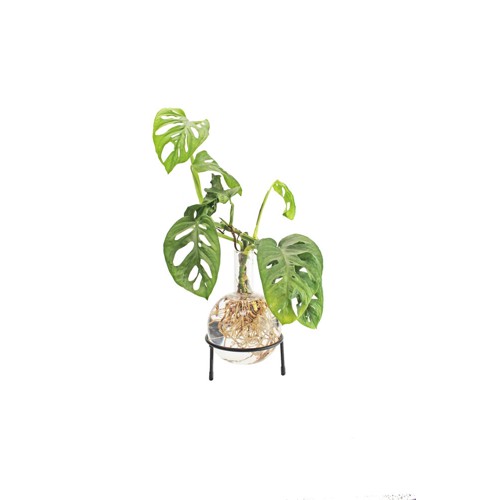 Winkee - Hydro Vase Flora