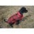 Go Fresh Pet - Reversible Rain jacket  Scarlet Red L 46cm thumbnail-2