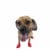 PAWZ - Dog boots S - Red (632.8046) thumbnail-4