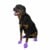 PAWZ - Dog boots L - Purple (632.8050) thumbnail-2