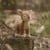 Little Dutch - Kramme bamse Deer Fairy Garden thumbnail-5