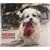 Ozami - Adventskalender Hund thumbnail-1