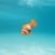 Swims - Rainbow Reef Clown Fish - (6072502) thumbnail-2