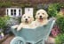 Ravensburger - Golden Retriever 200p Ad - (12001368) thumbnail-1