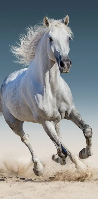 Håndklæde - 70 x 140 cm - Hest
