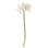 Bloomingville - Amaryllis Stem - White