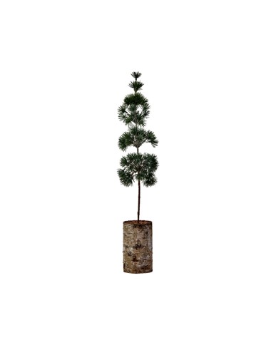 House Doctor - Christmas tree HDPine - Green - tabletop