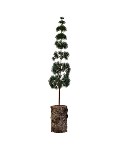 House Doctor - Christmas tree HDPine - Green - compact
