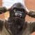 Dyre Maske - Gorilla thumbnail-1