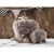 Kids Concept - NEO - Rocking Horse Mammoth (413761) thumbnail-3