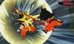 Dragon Ball: Fusions thumbnail-5