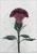 Vee Speers Botanica Celosia Cristata - 50 x 70 cm thumbnail-1