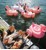 Sunnylife - Luksus Pool Badedyr - Rose Gold Flamingo (S8LRIDFD) thumbnail-4