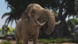 Zoo Tycoon: Ultimate Animal Collection thumbnail-4