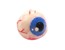 Horror Stress Ball Eye Squeeze Ball Play Jokes thumbnail-2