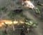 Company of Heroes: Complete Pack thumbnail-6